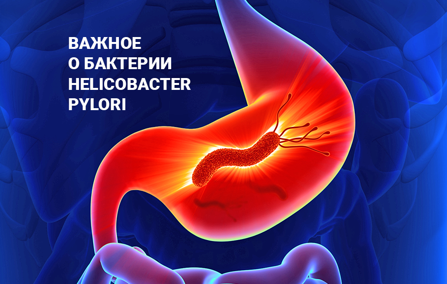 Важное о бактерии Helicobacter pylori