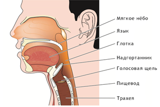 Ларингэктомия рис. 1