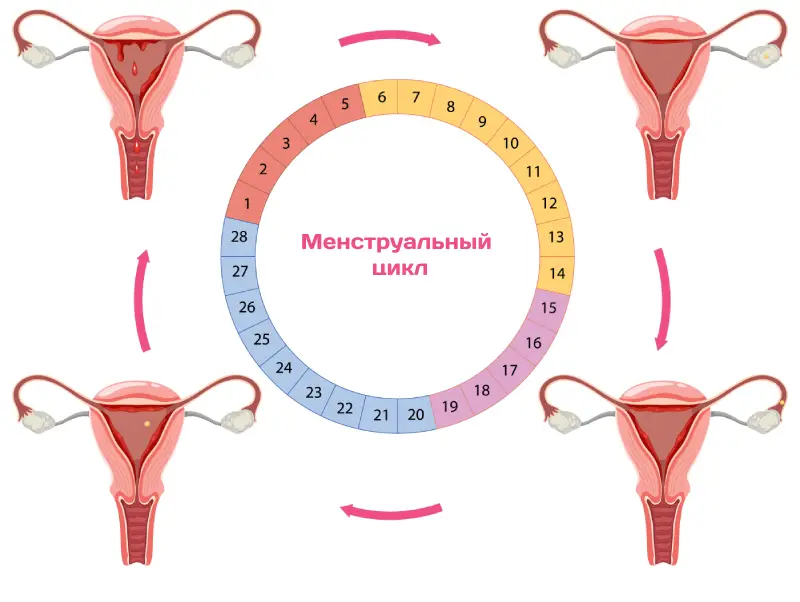 Менструальный цикл Менструальный цикл