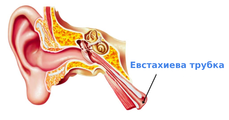 Евстахиит уха