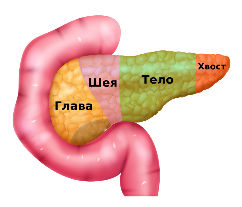 Рак поджелудочной железы у женщин