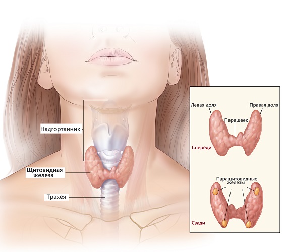 Анатомия щитовидной железы Анатомия щитовидной железы